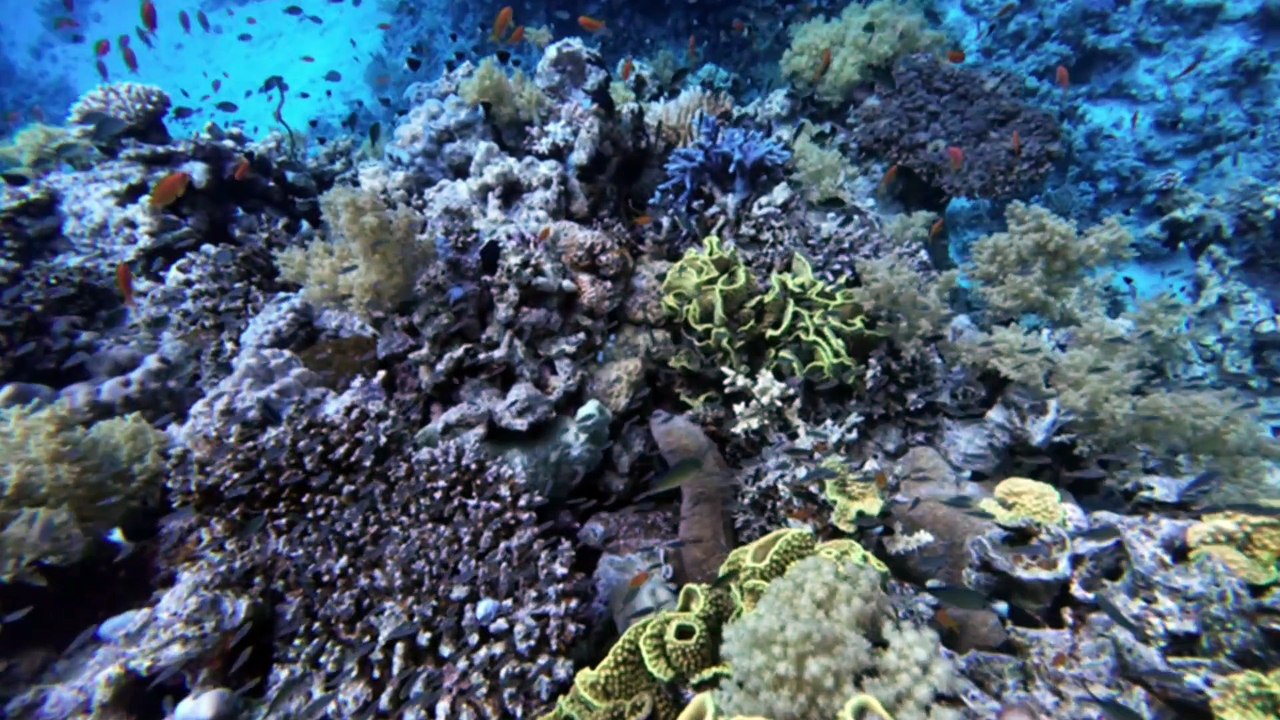 Red sea egypt updated