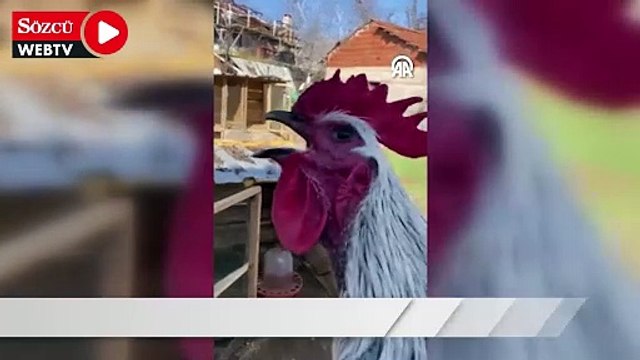 Denizli'de öterken bayılan horozun videosu sosyal medyada ilgi gördü
