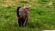 Katze kommt mit amüsanter Nachricht am Halsband zurück nach Hause (Video)