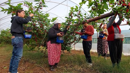 Köylüler yetiştiriyor, Dubai'ye ihraç ediliyor
