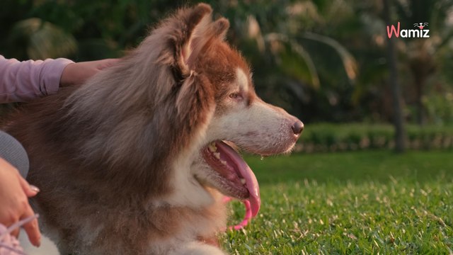 Un influenceur soit disant expert en soins canins tue un chien lors d'une vidéo en direct sur les réseaux sociaux