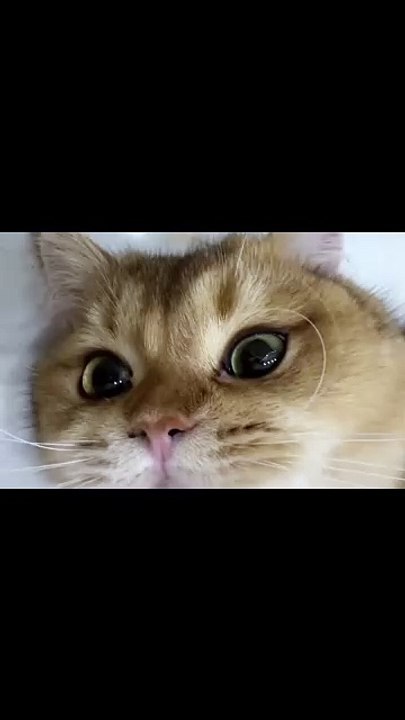 Süße Kuschelzeit mit Kätzchen! 20250205