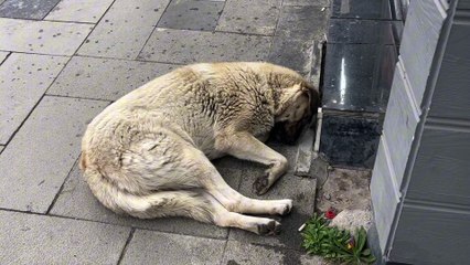 Üşüyen köpek çareyi böyle buldu