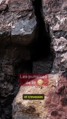 Elles sortent la nuit pour te faire vivre un enfer...