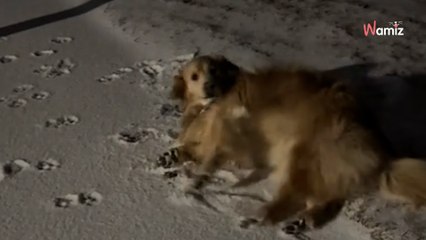Woman wakes sleeping dog late at night, the reason will warm your heart