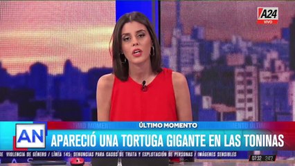 Turistas en Las Toninas capturaron imágenes de una tortuga marina gigante