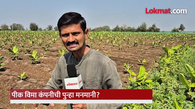 पीक विमा कंपनीची हिटलरशाही केळी उत्पादक हवालदिल