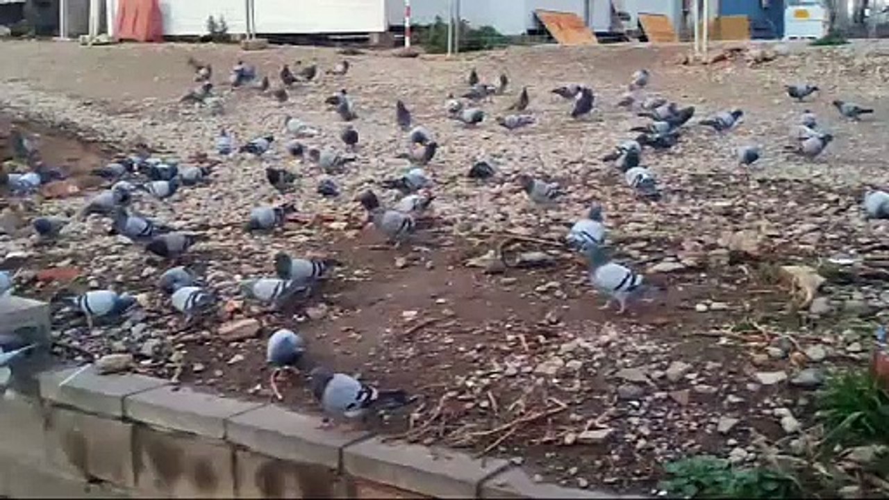 Plaga de palomas en La Verneda