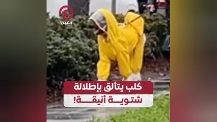 كلب يتألق بإطلالة شتوية أنيقة