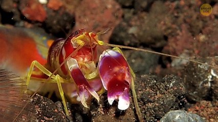 100+ Wild Animal Facts I Fell Into a Rabbit Hole For