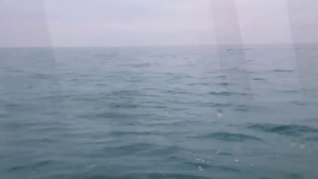 Pod of 50 dolphins spotted off coast of Eastbourne