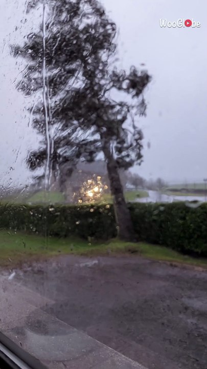 Intense winds of Storm Éowyn bring down a tall tree outside a house in Northern Ireland