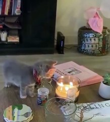 KunDun TV - FUNNY CATS VIDEO 😂 Cats So Cute_ 🤣 KunDun TV - 179486737587182(HD)