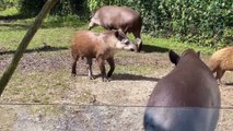 Fun Tapir Facts, Why These Animals Look Like Watermelon Babies!