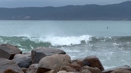 San Teodoro, foca monaca avvistata a Cala Brandinchi