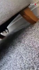 Mischievous kitten disappears inside chair after scratching through fabric to get in