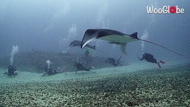Unbelievable underwater moment: Scuba divers witness two manta rays up close
