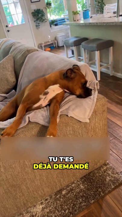 Est-ce mon chien s'ennuie ?