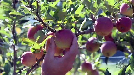 Giro Brasil: safra de maçã, produção assistida de leite, defeso da lagosta