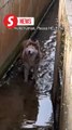 Fluffy Malamute’s “Ruff” adventure in KK: Rescue video melts hearts online
