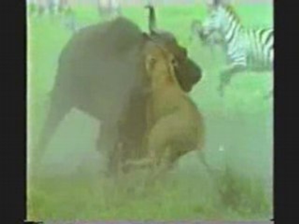 TIGER ATTACKING