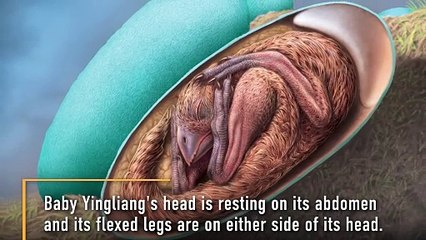 A 70 Million-Year-Old Dinosaur That Never Hatched