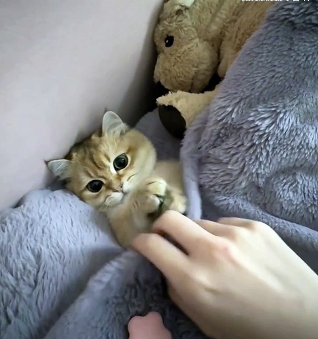 ⁣Cute animals #animals #shorts #cute animals