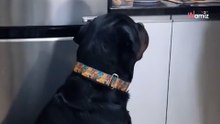 "Mi padre con el perro que no quería": más de 4 millones se derriten con este vídeo en Instagram