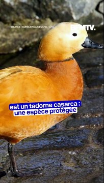 Donald Trump Jr a été filmé en train de tuer des espèces protégées de canards dans la région de Venise