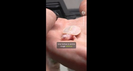 Naissance rare d'une tortue albinos dans la Drôme