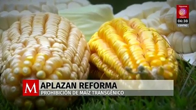 Diputados posponen discusión sobre maíz transgénico