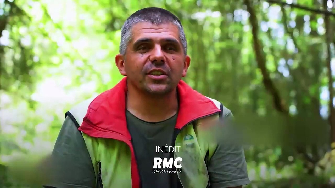 Bûcheron : un métier à hauts risques