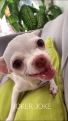 Joker Joke - Funny Video for relaxing._hope you guys have a nice day.__Dont forget to LIKE_ SHARE_ _ FOLLOW to see more videos__Thanks for the support - 9216