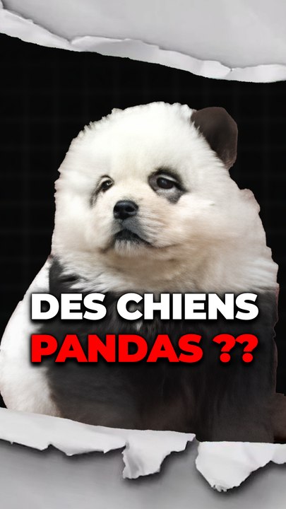 Des panda spéciaux