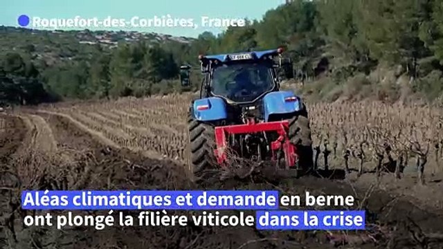 Sécheresse, surproduction: les vignerons audois arrachent leurs vignes la mort dans l'âme