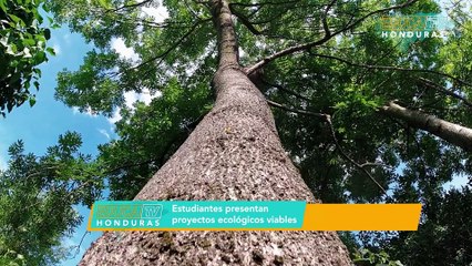 PROYECTOS ECOLÓGICOS