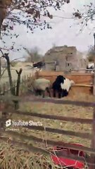 Özbekistan Keçişi ve Koyunları