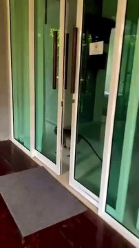 Monkey Steals Chocolate Bar From Hotel Refrigerator