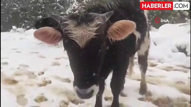 Kocaeli'de Karla Kaplı Alanlarda Büyükbaş Hayvanlar Otlanmaya Devam Ediyor