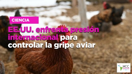EE.UU. enfrenta presión internacional para controlar la gripe aviar