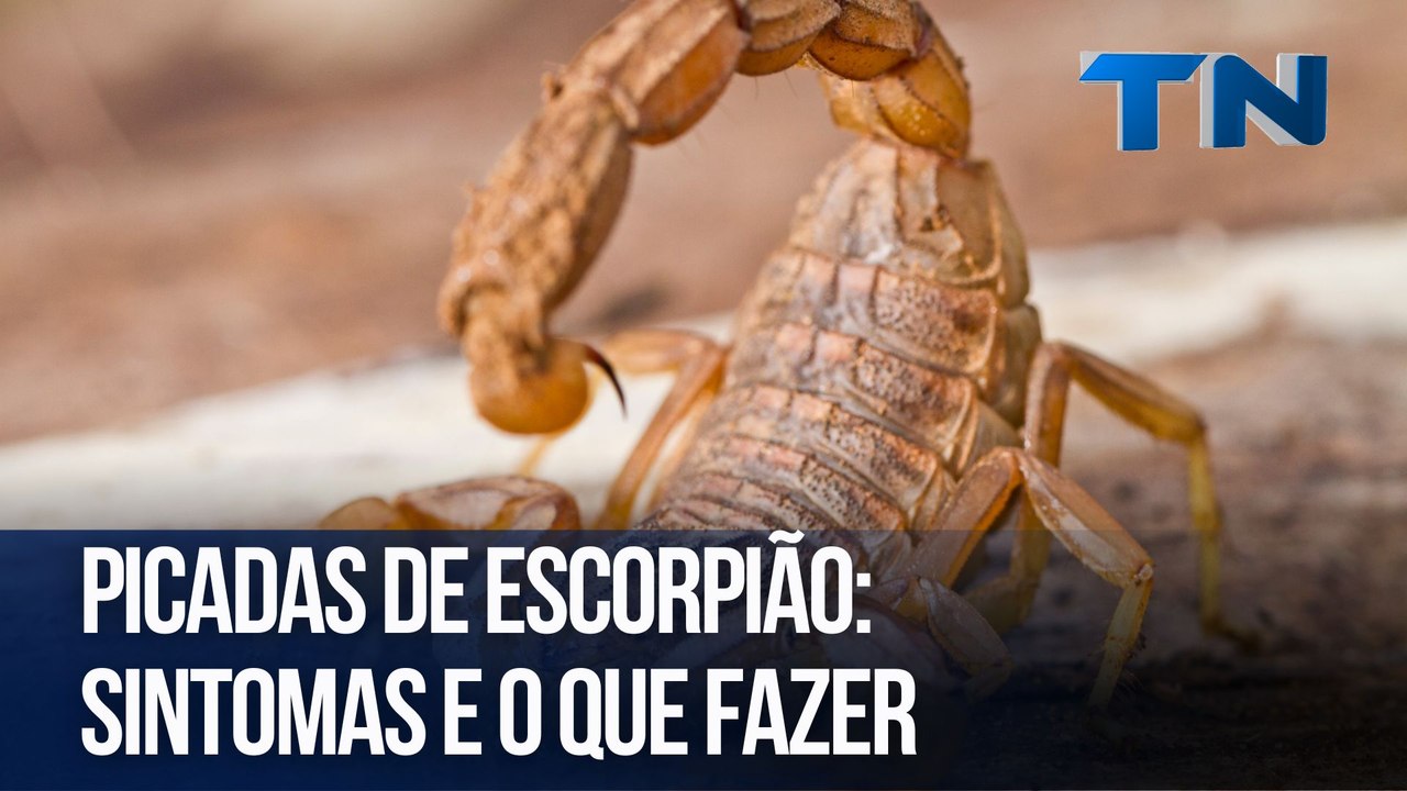 Picadas de escorpião: Sintomas e o que fazer - Vídeo Dailymotion