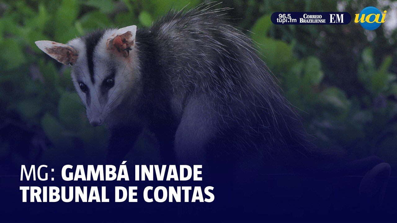 Gambá invade Tribunal de Contas