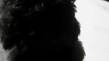 Doglover