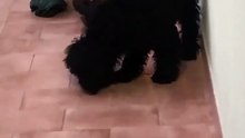 Doglover