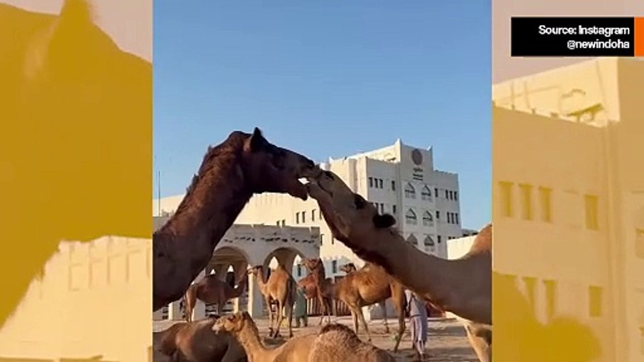 Suloinen video tallentaa romanttisimman kameliparin
