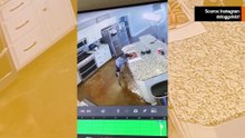 Hilarische video's tonen honden die gespecialiseerd zijn in voedsel diefstal