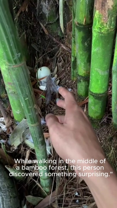 duck eggs in the middle of the forest  #egg #duck