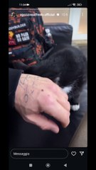 virgola vuole le coccole