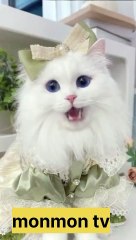 Wife song #cutecats #cat #dance