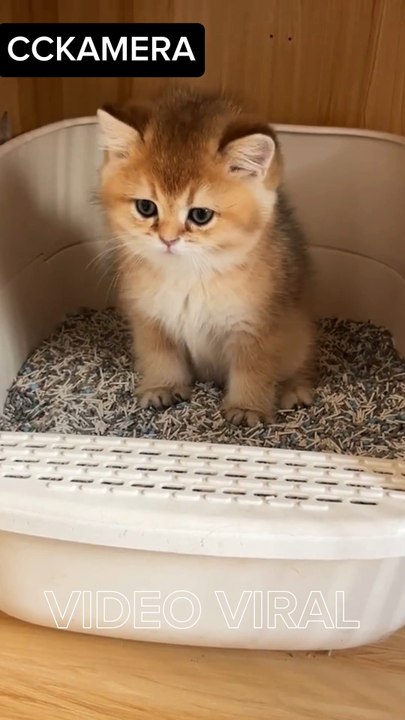 New!!! Anak Kucing Berdiri